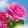آذین مهر رحمانی
